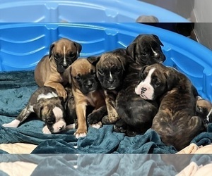 Boxer Puppy for Sale in GNADENHUTTEN, Ohio USA