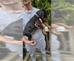 Puppy Grey collar Doberman Pinscher