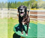 Small #2 Labrador Retriever Mix