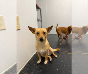 Arthos - Male Rat Terrier-Unknown Mix Dog for Adoption - Photo #2
