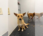 Small Photo #2 Rat Terrier-Unknown Mix Puppy For Sale in Jackson, MS, USA