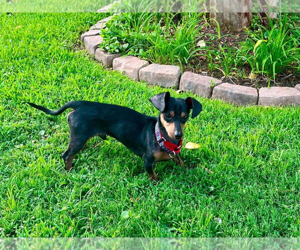 Medium Photo #4 Doxie-Pin Puppy For Sale in Myrtle Beach, SC, USA