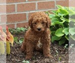 Small Photo #1 Labradoodle-Poodle (Miniature) Mix Puppy For Sale in NEW PROVIDENCE, PA, USA