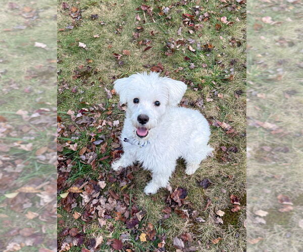 Medium Photo #10 Poodle (Miniature)-Unknown Mix Puppy For Sale in Oak Bluffs, MA, USA
