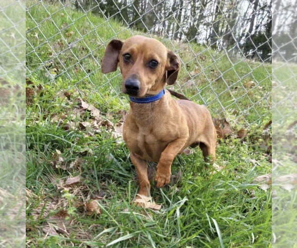 Medium Photo #3 Dachshund-Unknown Mix Puppy For Sale in Boston, MA, USA