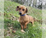 Small #2 Dachshund Mix