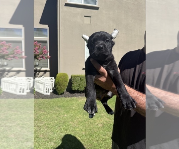 Medium Photo #6 Cane Corso Puppy For Sale in LIVERMORE, CA, USA