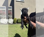 Small Photo #11 Cane Corso Puppy For Sale in LIVERMORE, CA, USA