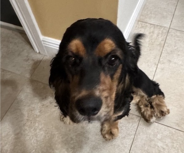 Medium Photo #5 Cocker Spaniel Puppy For Sale in WEST PALM BEACH, FL, USA