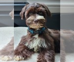 Image preview for Ad Listing. Nickname: Mini schnauzers