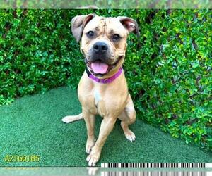Bullboxer Pit Dogs for adoption in West Palm Beach, FL, USA