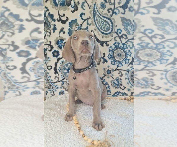 Medium Photo #1 Weimaraner Puppy For Sale in LEWISBURG, KY, USA