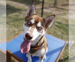 Small Siberian Husky