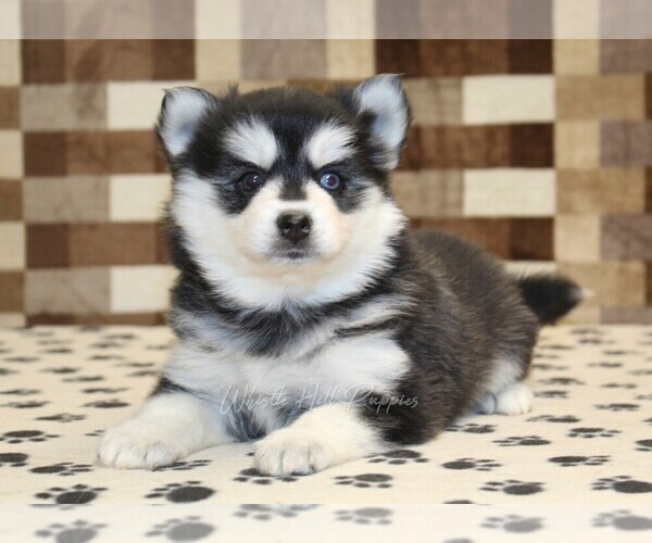 Medium Photo #2 Pomsky Puppy For Sale in DENVER, PA, USA