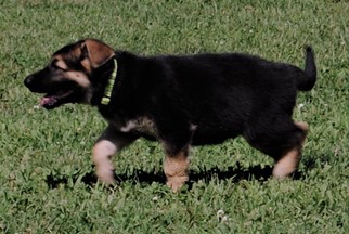 German Shepherd Dog Puppy for sale in STURGIS, KY, USA