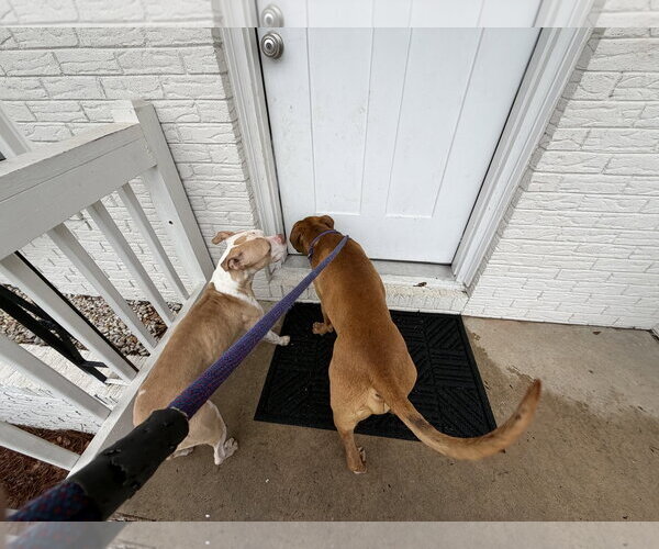 Medium Photo #2 Boxer-Unknown Mix Puppy For Sale in Holly Springs, NC, USA