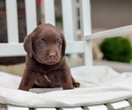 Small #5 Labrador Retriever