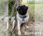 Small Photo #1 Jug Puppy For Sale in LOOMIS, CA, USA