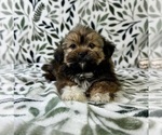 Small #1 Shorkie Tzu