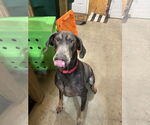 Small #12 Doberman Pinscher