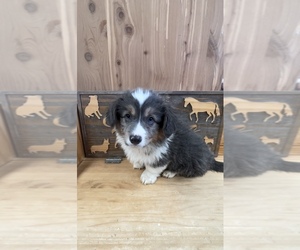 American Corgi Puppy for sale in SANDY VALLEY, NV, USA