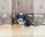 Image preview for Ad Listing. Nickname: Lolas Bluie