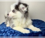 Small #6 Pomsky