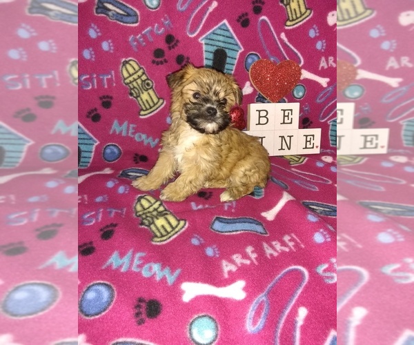 Medium Photo #8 Yorkshire Terrier Puppy For Sale in LAPEER, MI, USA