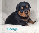 Puppy George Rottweiler