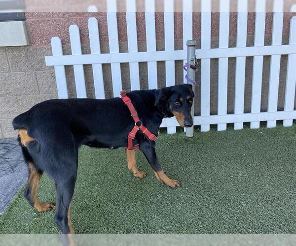 Medium Photo #1 Doberman Pinscher Puppy For Sale in Modesto, CA, USA