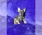 Small Photo #11 French Bulldog Puppy For Sale in KENNESAW, GA, USA