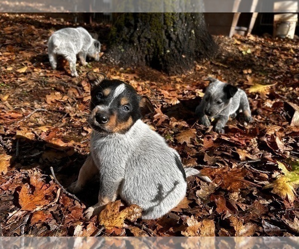 Medium Photo #1 Australian Cattle Dog Puppy For Sale in OREGON HOUSE, CA, USA