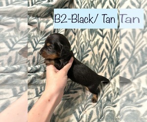 Dachshund Puppy for sale in OVIEDO, FL, USA