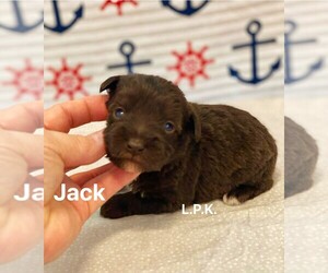 Schnauzer (Miniature) Puppy for sale in WINNSBORO, LA, USA