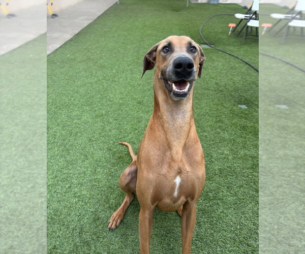 Medium Photo #1 Doberman Pinscher-Great Dane Mix Puppy For Sale in Dana Point, CA, USA