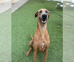 Gavyn - Male Doberman Pinscher-Great Dane Mix Dog for Adoption - Small photo