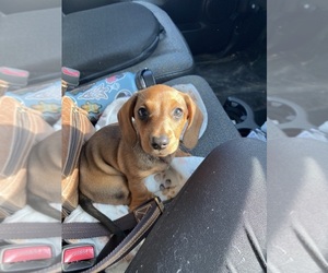 Dachshund Puppy for sale in PECULIAR, MO, USA