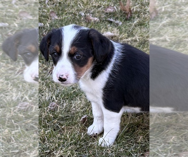 Medium Photo #3 Beagle Puppy For Sale in FAIR HAVEN, MI, USA