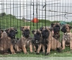 Small #6 Belgian Malinois