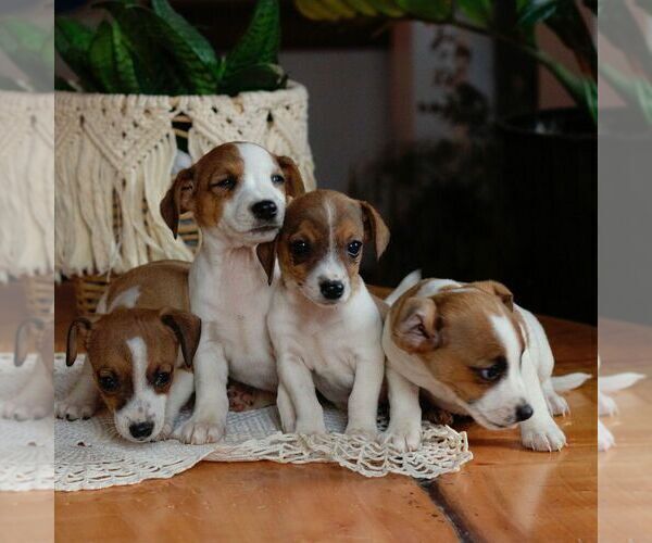 Medium Photo #3 Jack Russell Terrier Puppy For Sale in EAST EARL, PA, USA