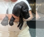 Small #6 Great Dane