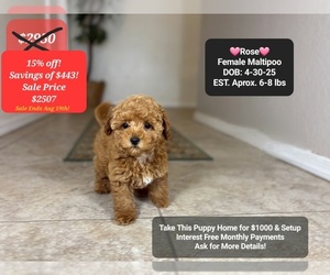 Maltipoo Puppy for sale in TUCSON, AZ, USA