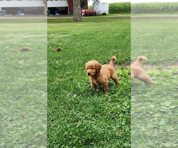 Medium Photo #1 Golden Retriever Puppy For Sale in GREENWOOD, WI, USA