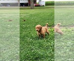 Image preview for Ad Listing. Nickname: Litter of 7