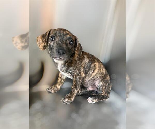 Medium Photo #1 Dachshund-Unknown Mix Puppy For Sale in Riverside, CA, USA