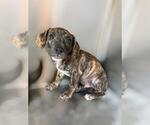 Small Dachshund Mix