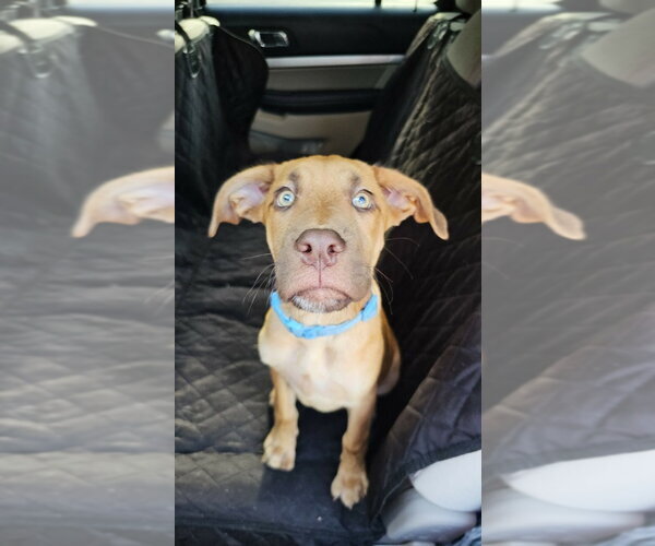 Medium Photo #4 Great Dane Puppy For Sale in Bullard, TX, USA