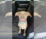 Small #3 Great Dane