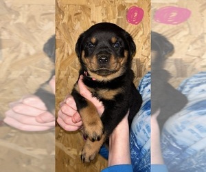 Rottweiler Puppy for sale in ALBION, MI, USA