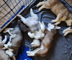 Alusky Puppy for sale in JACKSONVILLE, NC, USA